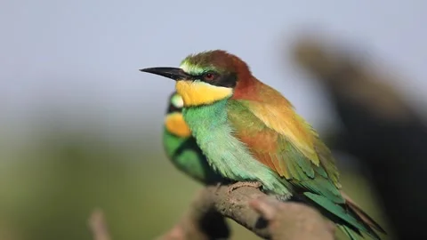 European bee-eater - Merops apiaster - on a branch in the morning Stock Footage 170489494
