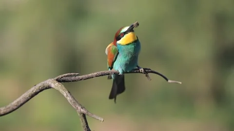 European bee-eater - Merops apiaster - on a branch in the morning Stock Footage 170490285