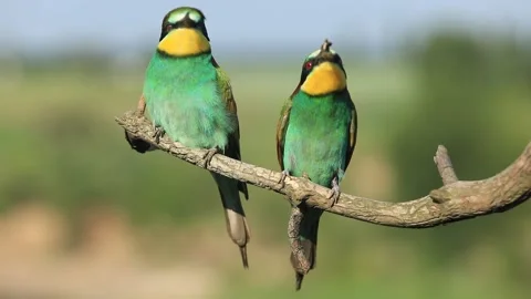 European bee-eater - Merops apiaster - on a branch in the morning Stock Footage 170490590