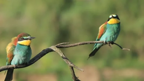 European bee-eater - Merops apiaster - on a branch in the morning Stock Footage 170491149