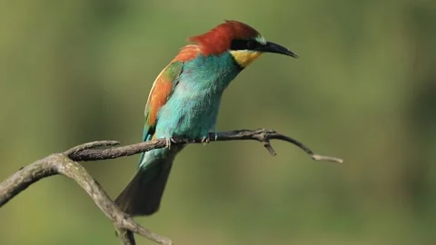 European bee-eater - Merops apiaster - on a branch in the morning Stock Footage 170491625