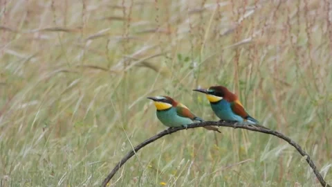 European bee-eater, merops apiaster, Spain Stock Footage 171264230