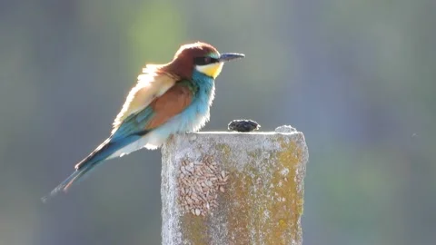 European bee eater, Merops apiaster, Spain Stock Footage 171297672