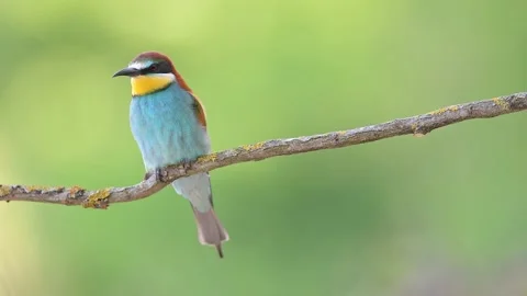 The European bee eater (Merops apiaster) Video stock 195162813