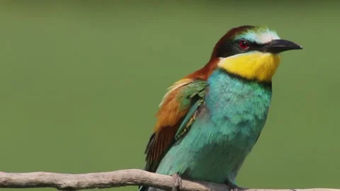 European Bee-Eater - Merops Apiaster On A Branch, close-up Stock Footage 196833867