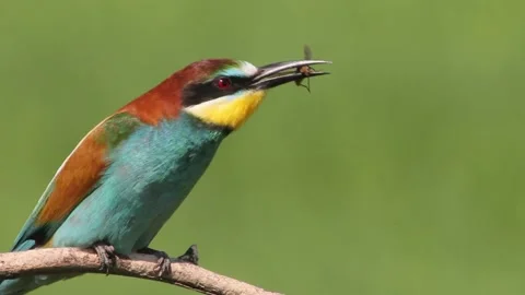 European Bee-Eater Merops Apiaster Sitting On The Branch, insect in its beak, Stock Footage 196833932