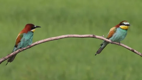 European Bee-eater Merops Apiaster sits on a tree branch, close-up Stock Footage 196834041