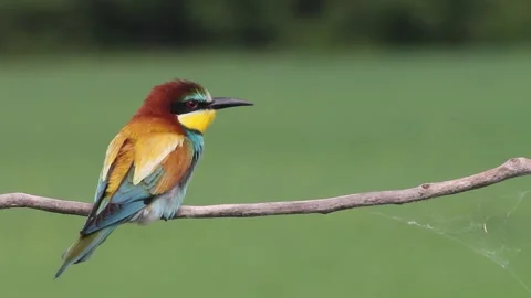 European Bee-eater Merops Apiaster sitting on a tree branch, close-up Stock Footage 196834096