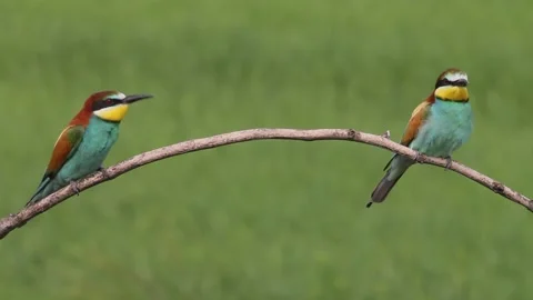 European Bee-eater Merops Apiaster sits on a tree branch, close-up Stock Footage 196834114