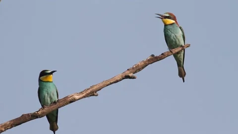 European Bee-Eater (Merops Apiaster) Perched On A Branch. Stock Footage 196834161