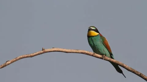 European Bee-eater Merops Apiaster Adult Bird Sits On An Old Dry Branch, Stock Footage 196834179