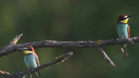 European bee eater Merops Apiaster sits on a branch in the summer, close-up Stock Footage 196834190