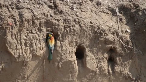 European Bee-Eater Merops Apiaster At The Nesting Tunnel Stock Footage 196834202