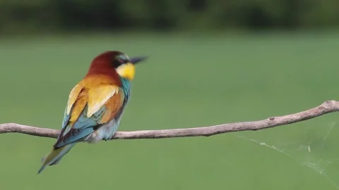 European Bee-eater - Merops Apiaster on a branch, close-up Stock Footage 196834231