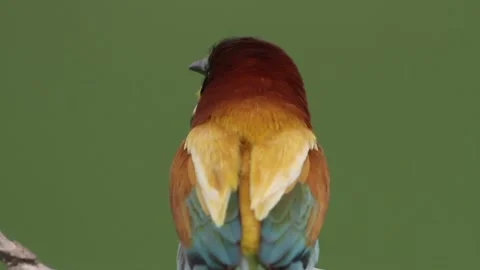 European Bee Eater, Merops Apiaster. Bird Sits On A Branch, close-up Stock Footage 196834237