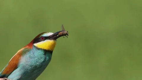 European Bee-Eater, Merops Apiaster Sitting, close-up Stock Footage 196834304