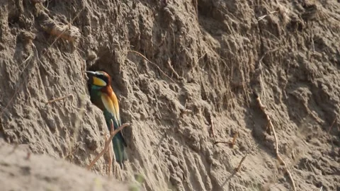 European Bee-Eater Merops Apiaster At The Nesting Tunnel, close-up Stock Footage 196834315