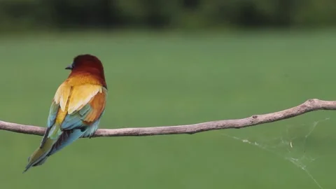 European Bee-eater Merops Apiaster sitting on a tree branch, close-up Stock Footage 196834399