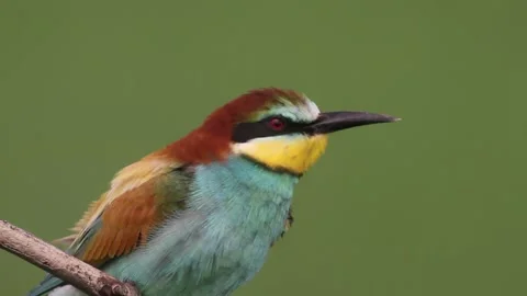European Bee Eater, Merops Apiaster. Bird Sits On A Branch, close-up Stock Footage 196834470