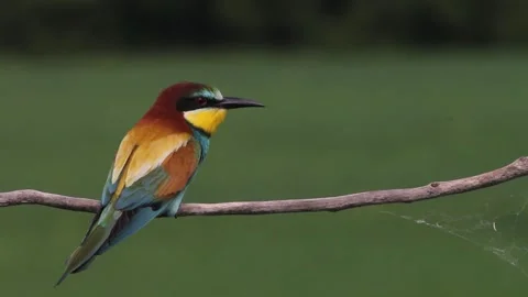 European Bee-eater Merops Apiaster sitting on a tree branch Stock Footage 196834507