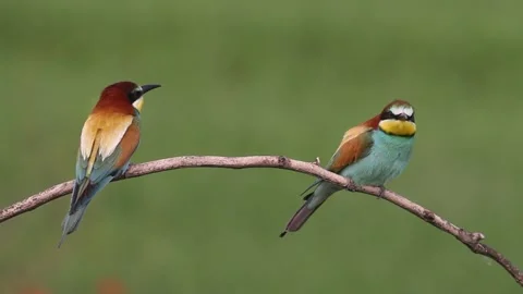European bee eater, Merops Apiaster. Birds sitting on a branch Stock Footage 196854673