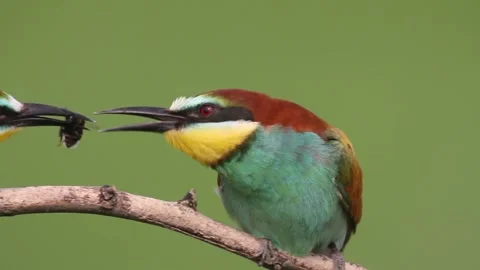European Bee Eater, Merops Apiaster. Bird Sits On A Branch Stock Footage 196854735
