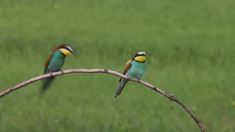European Bee-eater Merops Apiaster sits on a tree branch and feeds Stock Footage 196854737