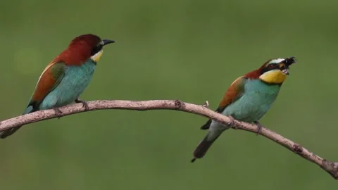 European bee eater, Merops Apiaster. Birds sit on a branch and feed Stock Footage 196854804