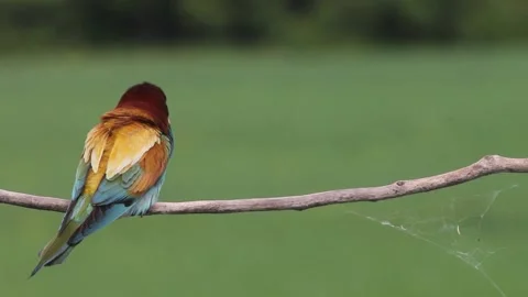 European Bee-eater - Merops Apiaster on a branch Stock Footage 196854894