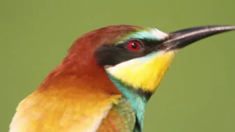 European Bee-Eater, Merops Apiaster. On An Early Sunny Morning, A Bird Sits Stock Footage 196854897