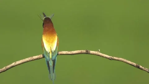 European Bee-Eater Merops Apiaster With Prey, slow motion Stock Footage 196854956