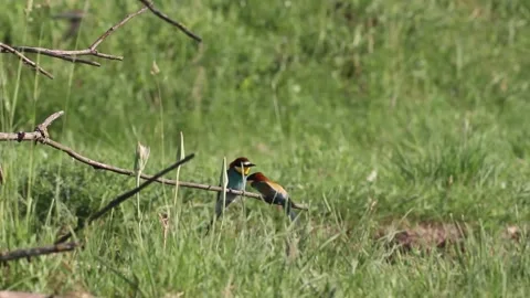 European bee eater Merops Apiaster sitting on a branch in the summer sunshine Stock Footage 196855022