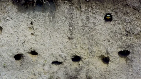 European bee eater Merops apiaster watching from the nest Stock Footage 196855025