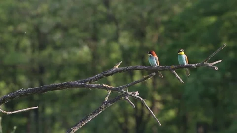 European Bee-eater Merops Apiaster sitting on a tree branch in the summer Stock Footage 196855201