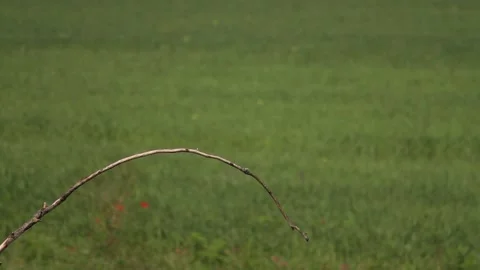 European Bee Eater, Merops Apiaster. Beautiful Colored Bird Stock Footage 196855271