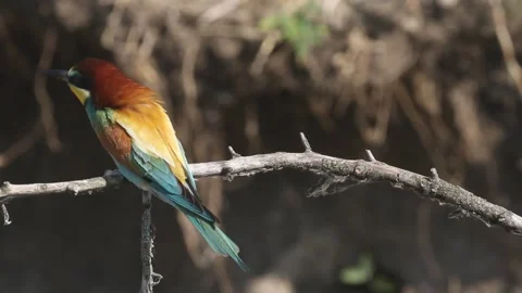 European Bee-eater Merops Apiaster sitting on a branch Stock Footage 196855274