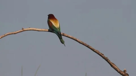 European bee-eater Merops Apiaster sit on the tree branch Stock Footage 196855402