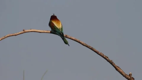 European Bee-Eater Merops Apiaster a dragonfly in its beak and sits on a tree Stock Footage 196855433
