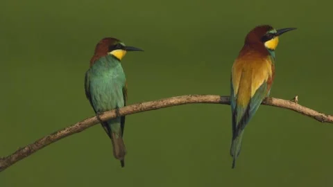 European Bee-Eater, Merops Apiaster. An Early Sunny Morning Two Birds Are Sit Stock Footage 196855439