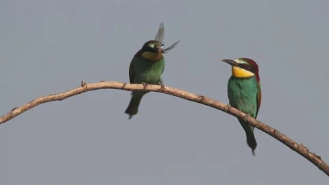 European Bee-Eater Merops Apiaster a dragonfly in its beak and sits on a tree Stock Footage 196855441