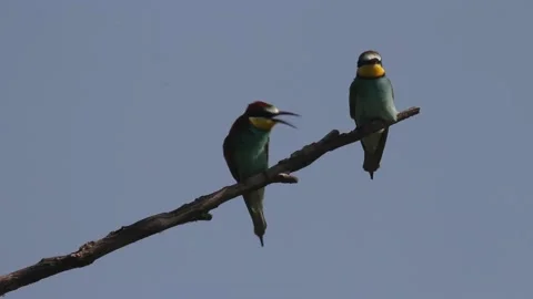European Bee-Eater - Merops Apiaster On A Branch Stock Footage 196855442
