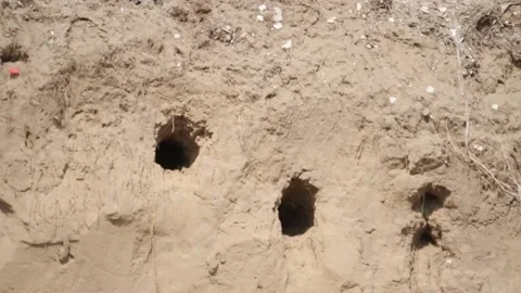 European Bee-Eater Merops Apiaster At The Nesting Tunnel Stock Footage 196862754