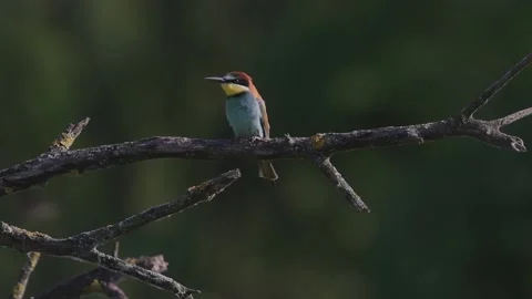 European Bee-eater Merops Apiaster sitting on a tree branch Stock Footage 196862770