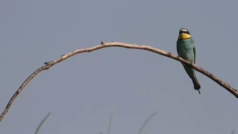 European Bee-eater Merops Apiaster sitting on a branch Stock Footage 196862780