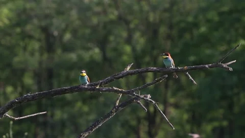 European Bee-eater Merops Apiaster sits on the tree branch and then flies away Stock Footage 196862821