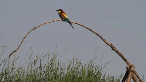 European Bee-eater Merops Apiaster Adult Bird Sits On An Old Dry Branch Stock Footage 196862863