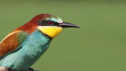 European Bee-Eater - Merops Apiaster On A Branch Stock Footage 196863048
