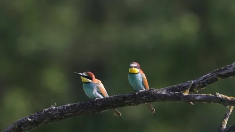 European Bee-eater Merops Apiaster sitting on a tree branch. Stock Footage 196863112