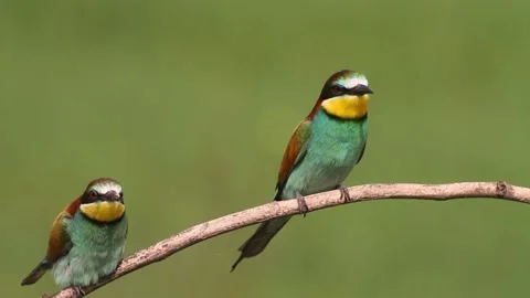 European bee eater, Merops Apiaster. Bird sitting on a branch and feeding. Stock Footage 196863116