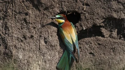 European Bee-eater Merops Apiaster Stock Footage 196863174